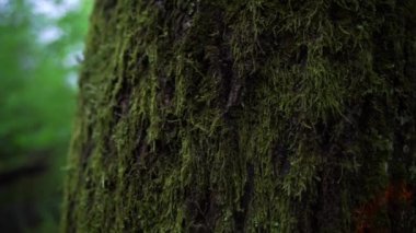 Ormanda bir sabah. Ağaçların gövdeleri koyu yeşil yosunlarla kaplıdır.