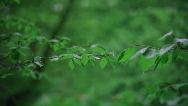 Folhas verdes durante a chuva no jardim — Vídeo de Stock