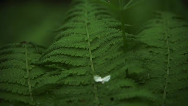 Folha de samambaia na floresta — Vídeo de Stock