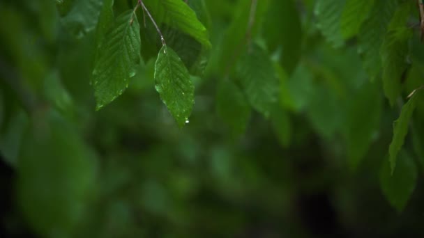 Σταγόνες βροχής σε ένα πράσινο φύλλο από ένα δέντρο breech — Αρχείο Βίντεο