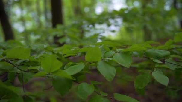 Πράσινα φύλλα κυματίζουν στο δάσος κατά τη διάρκεια του ανέμου. Φύλλα breech — Αρχείο Βίντεο