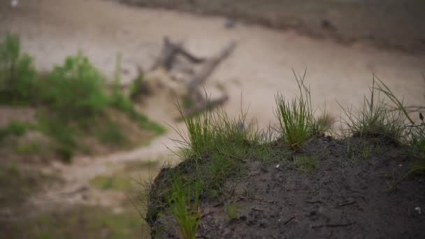 Зосереджуючись від скелі до віддаленого морського берега. піщаний пляж з камінням і деревами — стокове відео