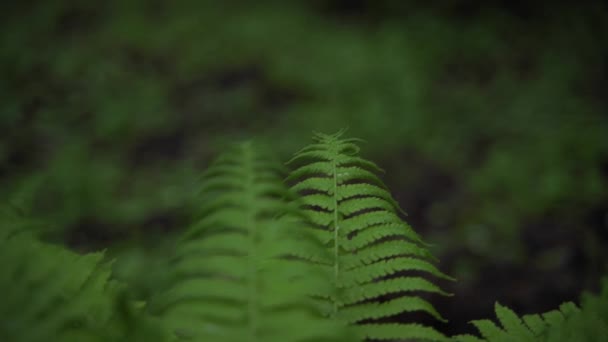 Perto da folha de samambaia na floresta durante o tempo chuvoso — Vídeo de Stock