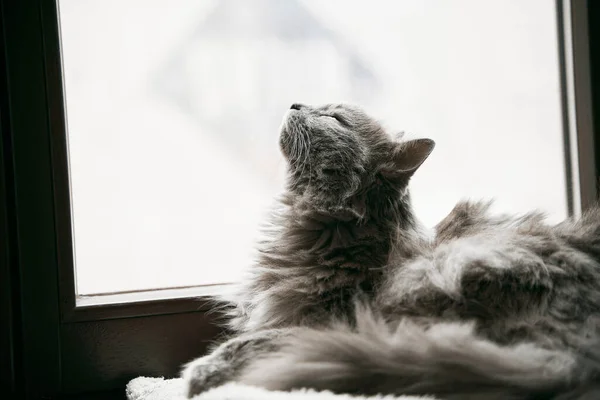 Gato Doméstico Cinza Está Deitado Peitoril Madeira Conceito Conforto Lazer — Fotografia de Stock