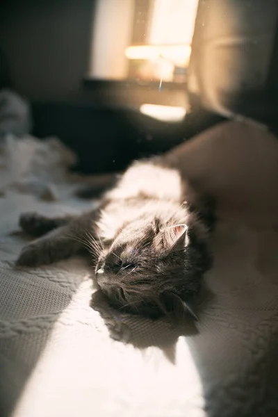 午睡时睡着的猫躺在沙发上 公猫在阳光下睡觉 软焦点休息宠物 — 图库照片