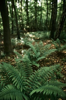 Polonya ormanlarında yetişen eğreltiotu manzarası. Eğreltiotu yaprakları ve ahşap yapraklar. Vahşi doğada güzel eğrelti otları.