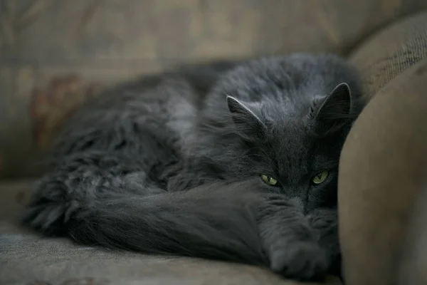 Sleepy Gray Cat Stretched His Paws Forward Domestic Lazy Kitty — Stock Photo, Image