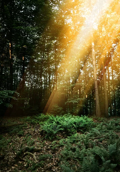 Grandes Hojas Helecho Creciendo Los Arbustos Bosque — Foto de Stock
