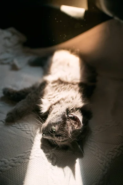 猫睡在沙发上 正在室内晒日光浴 舒适和安全的概念 — 图库照片
