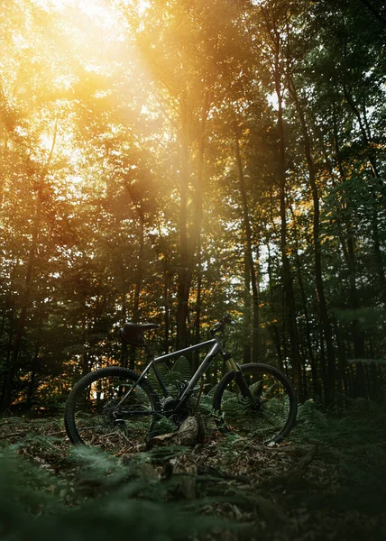 Mountain Bike Standing Forest Dark Photo Bicycle Woods Trees Fern — Stock Photo, Image