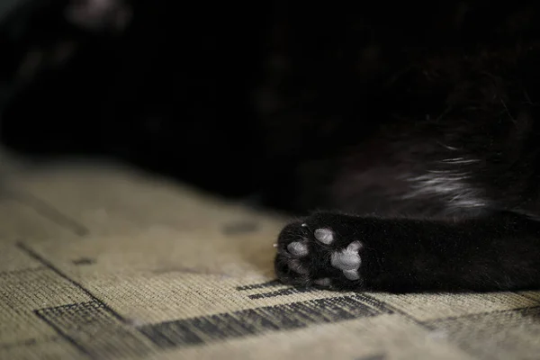 Pata Traseira Gato Enquanto Dorme Close Gatos Geléia Dedos Feijão — Fotografia de Stock