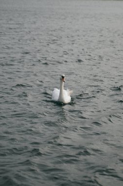 Baltık Denizi 'nde beyaz yüzen kuş. Sakin ve romantik tatil konsepti.