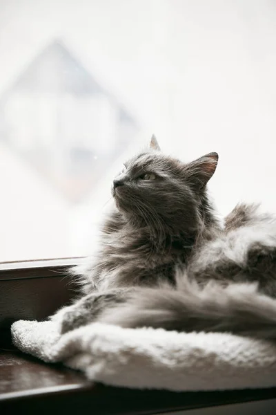 Γκρι Γάτα Είναι Ξαπλωμένη Στο Ξύλινο Περβάζι Αρχική Έννοια Άνεση — Φωτογραφία Αρχείου