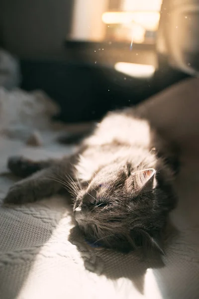 Kat Binnen Aan Het Zonnebaden Terwijl Bank Slaapt Concept Van — Stockfoto