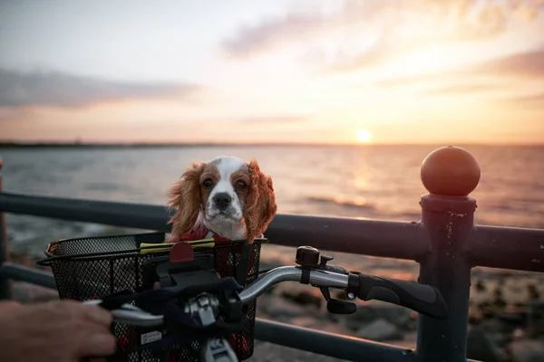 Cavalier King Charles Spaniel in the bicycle front basket. Portrait of happy dog on the seaside sunset. Concept of freedom and leisure during summer vacations