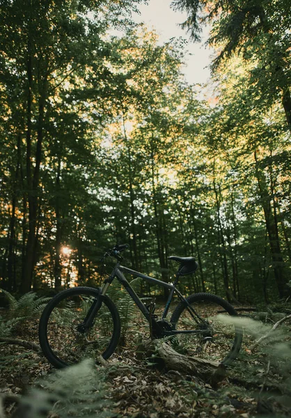 Mountain bike is standing in the forest. Dark photo of the bicycle in the woods with trees and fern. Concept of extreme outdoor sports and bike riding.