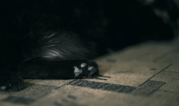 Pata Traseira Gato Enquanto Dorme Close Gatos Geléia Dedos Feijão — Fotografia de Stock