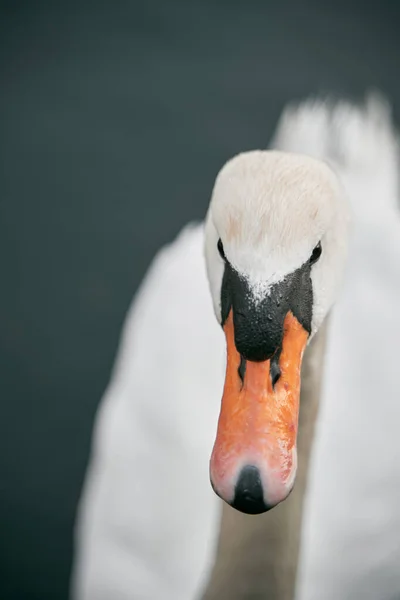 Cigno Muto Che Nuota Nel Lago Birdwatching Europa Uccello Acquatico — Foto Stock