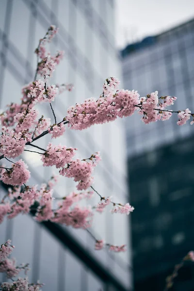 Körsbär Blommar Stadsområdet Stadens Affärscentrum Våren — Stockfoto