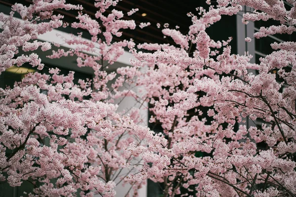 Close Cherry Blossoms Downtown City Tall Glass Steel Skyscrapers Concept — Stock Photo, Image