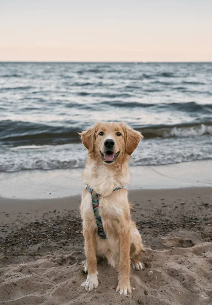 Golden Retriever Κάθεται Στην Παραλία Άμμο Της Βαλτικής Θάλασσας Concept — Φωτογραφία Αρχείου