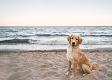 Deniz kıyısında Golden Retriever. Deniz kenarındaki mutlu köpek kameraya bakıyor..