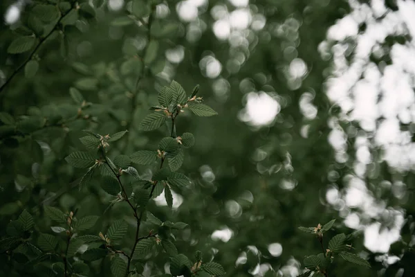 Feuilles Arbre Fermer Arrière Plan Nature Avec Fond Flou Bokeh — Photo