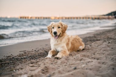 Deniz kıyısında Golden Retriever. Deniz kenarındaki mutlu köpek kameraya bakıyor..