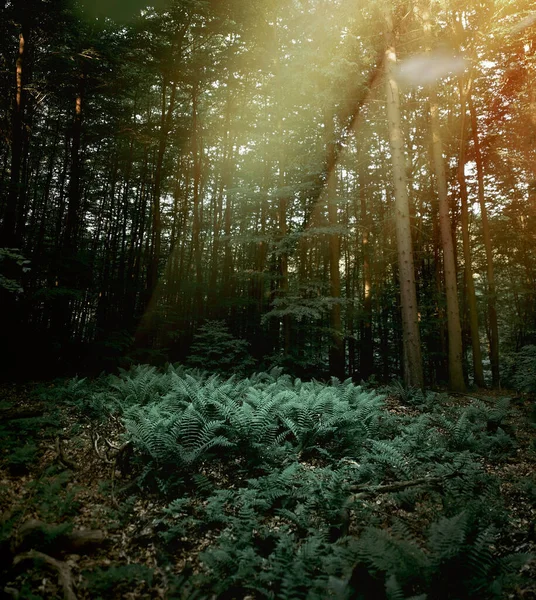 太陽の光がシダの草の葉に落ちる 神は森の中で光を放つ 野生の森の風景写真 — ストック写真