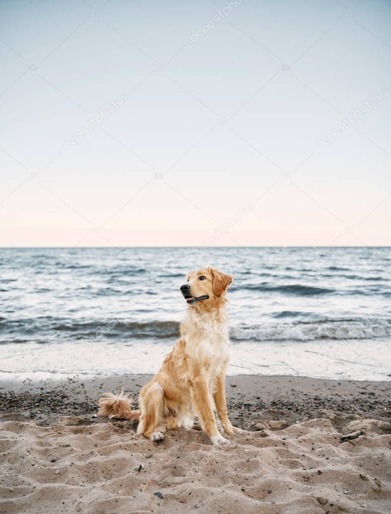 Golden retriever on the seashore. Happy dog by the seaside is looking into the camera.