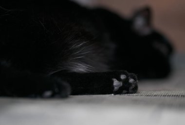 Uyuyan kara bir kedinin arka pençesinde pati fasulyesi. Kedilerin ayak pençe yakın çekim