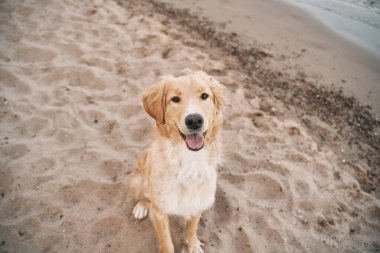 Golden Retriever 'ın deniz kıyısındaki portresi. Mutlu safkan köpek kameraya bakıyor.