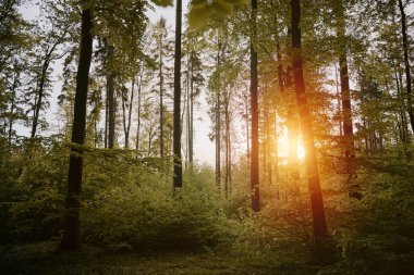 orman, doğa, orman, manzara, ahşap, yeşil, güneşli, çevre, ağaç, güzel, bahar, yol, yeşillik, yaprak, güneş ışığı, park, yaz, ışık, vahşi, güzellik, sis, sis, vahşi doğa, güneş, gölge, güneş ışığı, güneş ışığı, sahne, açık hava, sükunet, yürüyüş, manzara