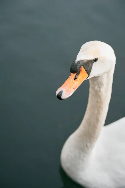 White swimming bird on the calm Baltic Sea. Calm and romantic concept of the vacation.