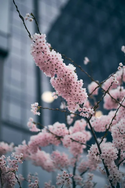 Utsikt Över Körsbär Blommar Våren Med Glass Skyskrapor Gdansk Oliwa — Stockfoto