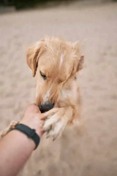 Golden Retriever Den Sommerferien Unterrichten Dem Tier Futter Geben — Stockfoto