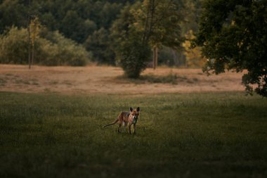 Parktaki yavru tilki. Karanlık yaz akşamında küçük turuncu tilki.