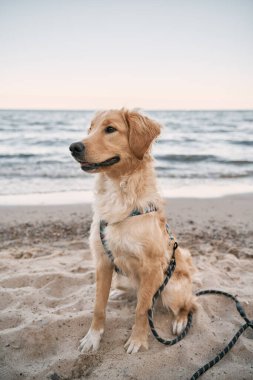 Deniz kıyısındaki kumsalda Golden Retriever. Ailecek tatilde olan mutlu köpek.