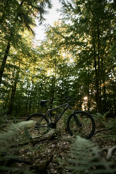 Dramatic Photo Bike Standing Meadow Full Ferns Concept Extreme Biking — Stock Photo, Image