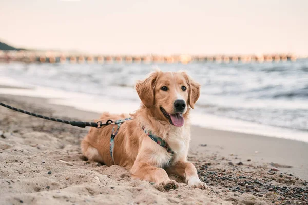 stock image Golden retriever on the coastline. Companion dog sitting on the sandy beach