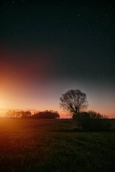 Astrofoto Von Baum Und Milchstraße Oben Mitternachtshimmel Norden Polens — Stockfoto