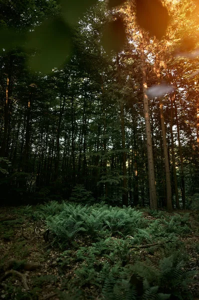 Top Kilátás Páfrány Lengyel Erdőben Faros Levelek Lombozattal Gyönyörű Páfránybokrok — Stock Fotó