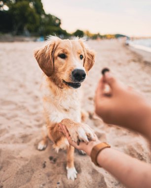 Yaz tatilinde Golden Retriever dersi veriyorum. Hayvana yemek vermek..