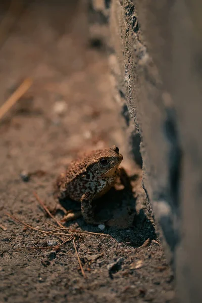 Βατραχάκι Στο Τσιμεντένιο Πεζοδρόμιο Βάτραχος Νύχτα — Φωτογραφία Αρχείου