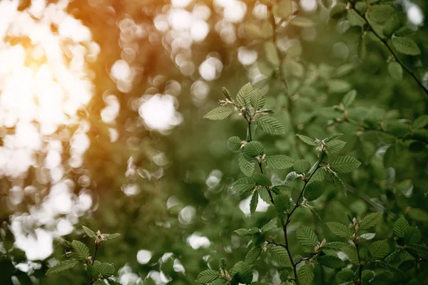 Fuite Lumière Soleil Feuilles Arbre Ferment Fond Nature Avec Fond — Photo