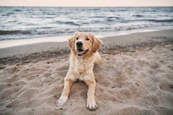 Golden Retriever Sentado Praia Areia Mar Báltico Conceito Para Aventuras — Fotografia de Stock