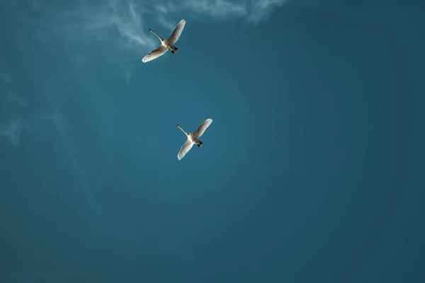 Deux Oies Volent Dans Ciel Vue Dessus Des Oiseaux Volant — Photo