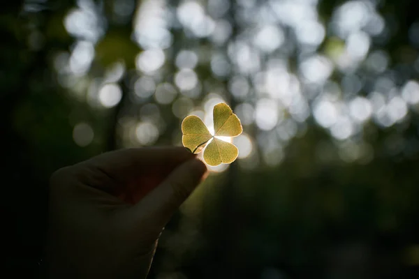 hand holding a three-leaf against blurred woods bokeh background