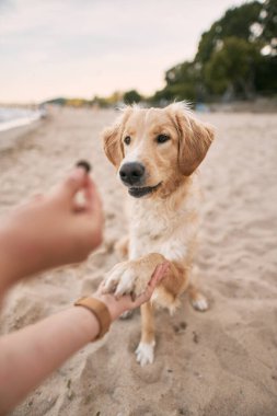 Yaz tatilinde Golden Retriever dersi veriyorum. Hayvana yemek vermek..