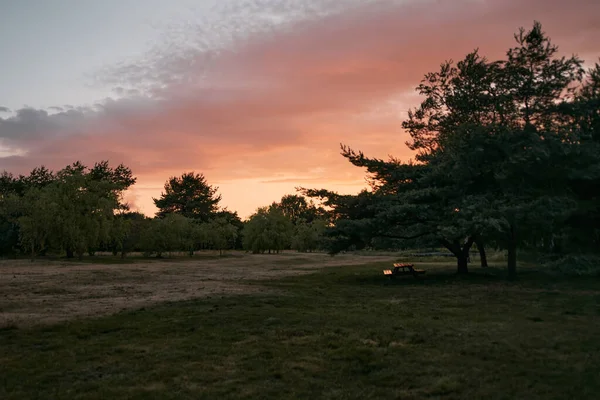夏の夜の間に背の高い木 日没後の森の風景写真 — ストック写真